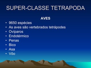 SUPER-CLASSE TETRAPODA AVES 9650 espécies As aves são vertebrados tetrápodes Ovíparos Endotérmico Penas Bico Asa Vôo 
