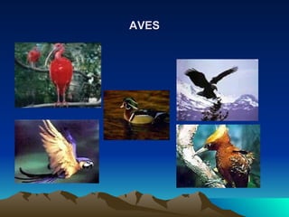 AVES 
