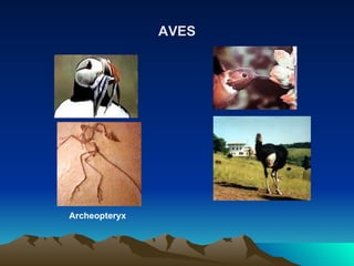 AVES Archeopteryx 