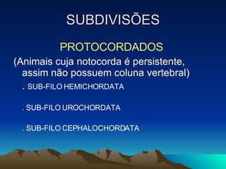 SUBDIVISÕES PROTOCORDADOS  (Animais cuja notocorda é persistente, assim não possuem coluna vertebral) .  SUB-FILO HEMICHORDATA . SUB-FILO UROCHORDATA . SUB-FILO CEPHALOCHORDATA 