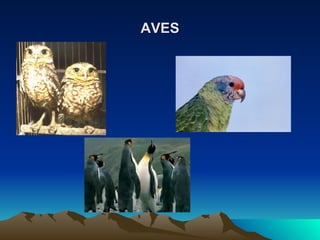 AVES 
