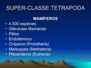 SUPER-CLASSE TETRAPODA MAMÍFEROS 4.500 espécies Glândulas Mamárias Pêlos Endotérmico Ovíparos (Prototheria) Marsupiais (Methateria) Placentários (Eutheria)  