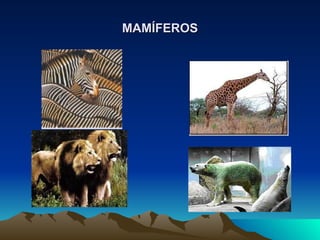 MAMÍFEROS 