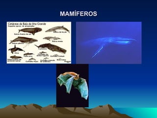 MAMÍFEROS 