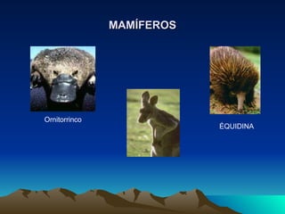MAMÍFEROS Ornitorrinco  ÉQUIDINA  