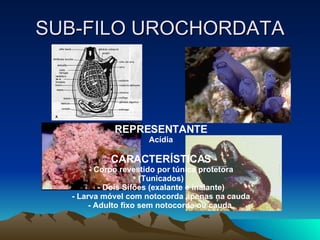 SUB-FILO UROCHORDATA REPRESENTANTE Acídia CARACTERÍSTICAS - Corpo revestido por túnica protetora (Tunicados) - Dois Sifões (exalante e inalante) - Larva móvel com notocorda apenas na cauda - Adulto fixo sem notocorda ou cauda   