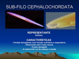 SUB-FILO CEPHALOCHORDATA REPRESENTANTE Anfioxo CARACTERÍSTICAS - Fendas faringianas com função nutridora e respiratória - Notocorda sob o tubo neural - Corpo alongado - A notocorda vai da cabeça a cauda 