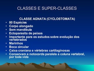 CLASSES E SUPER-CLASSES CLASSE AGNATA (CYCLOSTOMATA) 80 Espécies Corpo alongado Sem mandíbula Ectoparasita de peixes Importante para os estudos sobre evolução dos vertebrados Marinhos Boca circular Caixa craniana e vértebras cartilaginosas Conservam a notocorda paralela a coluna vertebral, por toda vida 