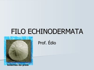 FILO ECHINODERMATA Prof. Édio bolachas-da-praia   