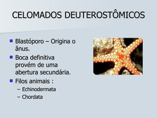 CELOMADOS DEUTEROSTÔMICOS Blastóporo – Origina o ânus. Boca definitiva provém de uma abertura secundária. Filos animais : Echinodermata Chordata 