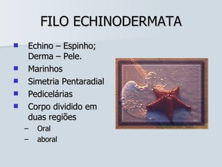 FILO ECHINODERMATA Echino – Espinho; Derma – Pele. Marinhos Simetria Pentaradial Pedicelárias Corpo dividido em duas regiões Oral aboral 