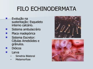 FILO ECHINODERMATA Evolução na sustentação: Esqueleto interno calcário. Sistema ambulacrário Placa madepórica Sistema Escretor: Células Amebóides e grânulos. Dióicos Larva Simetria Bilateral Metamorfose 