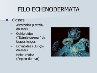 FILO ECHINODERMATA Classes Asteroidea (Estrela-do-mar) Ophiuroidea (“Estrela-do-mar” de braços longos. Echinoidea (Ouriço-do-mar) Holoturoidea (Pepino-do-mar) 