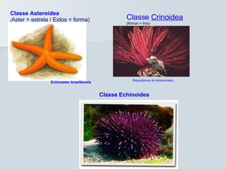 Classe Asteroidea ( Aster = estrela / Eidos = forma ) Echinaster brasiliensis Classe  Crinoidea (Krinon = lírio) Robustipinna de Himerometra Classe Echinoidea 