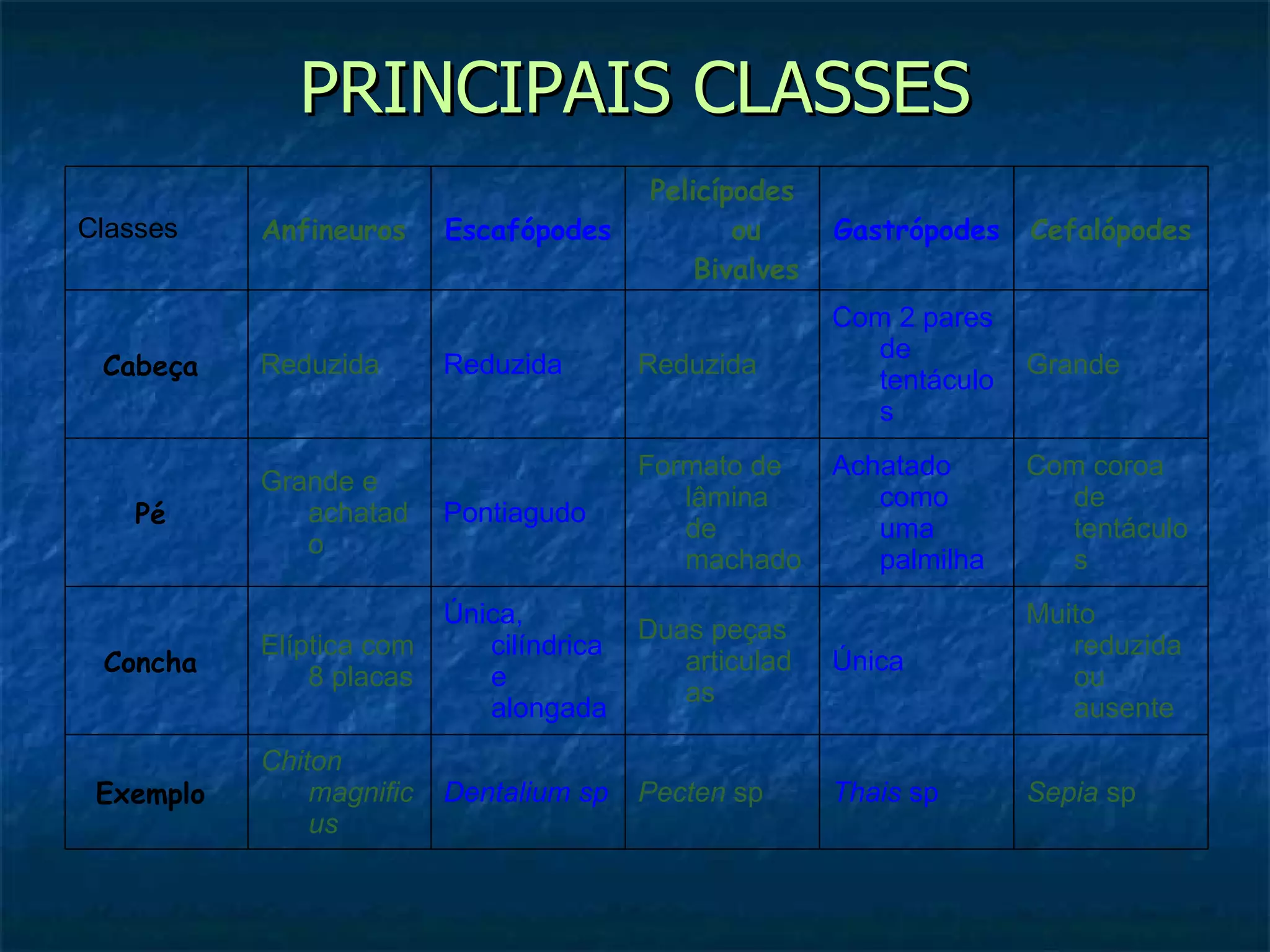 PRINCIPAIS CLASSES Sepia  sp Thais  sp Pecten  sp Dentalium sp Chiton magnificus Exemplo  Muito reduzida ou ausente Única  Duas peças articuladas Única, cilíndrica e alongada Elíptica com 8 placas Concha  Com coroa de tentáculos Achatado como uma palmilha Formato de lâmina de machado Pontiagudo  Grande e achatado Pé  Grande  Com 2 pares de tentáculos Reduzida  Reduzida  Reduzida  Cabeça  Cefalópodes  Gastrópodes  Pelicípodes ou Bivalves Escafópodes  Anfineuros  Classes  