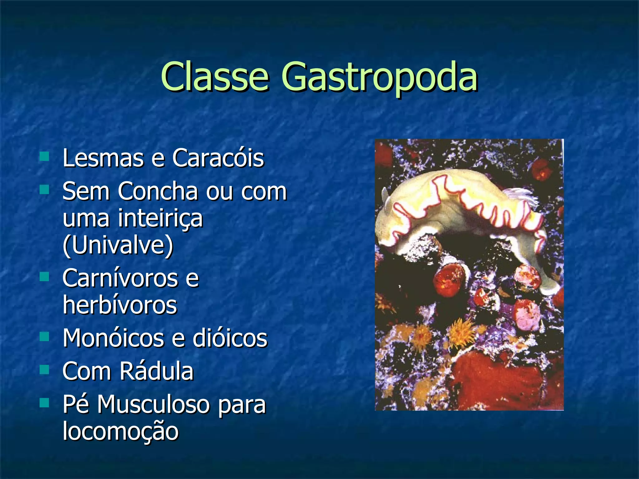 Classe Gastropoda Lesmas e Caracóis Sem Concha ou com uma inteiriça (Univalve) Carnívoros e herbívoros Monóicos e dióicos Com Rádula Pé Musculoso para locomoção 
