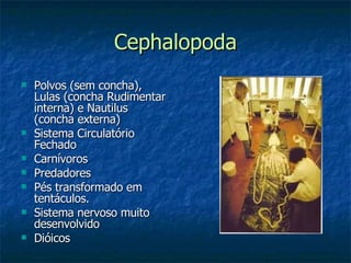 Cephalopoda Polvos (sem concha), Lulas (concha Rudimentar interna) e Nautilus (concha externa) Sistema Circulatório Fechado Carnívoros Predadores Pés transformado em tentáculos. Sistema nervoso muito desenvolvido Dióicos 