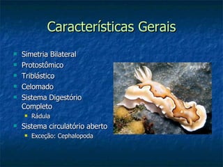 Características Gerais Simetria Bilateral Protostômico Triblástico Celomado Sistema Digestório Completo Rádula Sistema circulatório aberto Exceção: Cephalopoda 