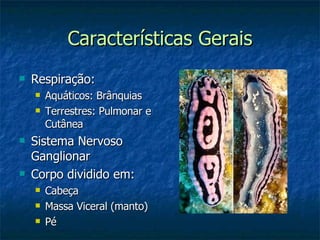 Características Gerais Respiração: Aquáticos: Brânquias Terrestres: Pulmonar e Cutânea Sistema Nervoso Ganglionar Corpo dividido em: Cabeça Massa Viceral (manto) Pé 