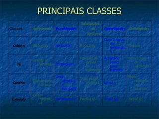 PRINCIPAIS CLASSES Sepia  sp Thais  sp Pecten  sp Dentalium sp Chiton magnificus Exemplo  Muito reduzida ou ausente Única  Duas peças articuladas Única, cilíndrica e alongada Elíptica com 8 placas Concha  Com coroa de tentáculos Achatado como uma palmilha Formato de lâmina de machado Pontiagudo  Grande e achatado Pé  Grande  Com 2 pares de tentáculos Reduzida  Reduzida  Reduzida  Cabeça  Cefalópodes  Gastrópodes  Pelicípodes ou Bivalves Escafópodes  Anfineuros  Classes  
