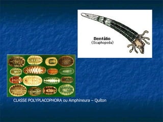 CLASSE POLYPLACOPHORA ou Amphineura – Quíton 