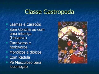 Classe Gastropoda Lesmas e Caracóis Sem Concha ou com uma inteiriça (Univalve) Carnívoros e herbívoros Monóicos e dióicos Com Rádula Pé Musculoso para locomoção 