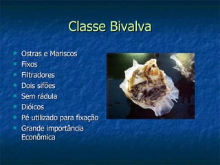Classe Bivalva Ostras e Mariscos Fixos Filtradores Dois sifões Sem rádula Dióicos Pé utilizado para fixação Grande importância Econômica 