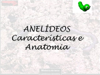 ANELÍDEOSANELÍDEOS
Características eCaracterísticas e
AnatomiaAnatomia
 