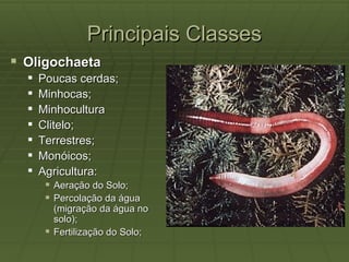 Principais Classes
 Oligochaeta
     Poucas cerdas;
     Minhocas;
     Minhocultura
     Clitelo;
     Terrestres;
     Monóicos;
     Agricultura:
        Aeração do Solo;
        Percolação da água
         (migração da água no
         solo);
        Fertilização do Solo;
 