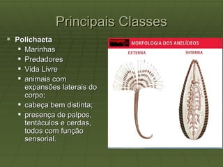 Principais Classes
 Polichaeta
   Marinhas
   Predadores
   Vida Livre
   animais com
    expansões laterais do
    corpo;
   cabeça bem distinta;
   presença de palpos,
    tentáculos e cerdas,
    todos com função
    sensorial.
 
