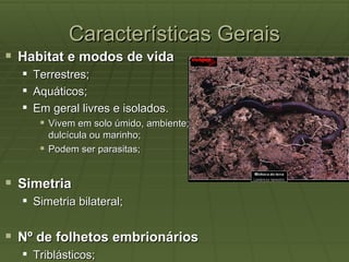 Características Gerais
 Habitat e modos de vida
     Terrestres;
     Aquáticos;
     Em geral livres e isolados.
        Vivem em solo úmido, ambiente;
         dulcícula ou marinho;
        Podem ser parasitas;


 Simetria
   Simetria bilateral;


 Nº de folhetos embrionários
   Triblásticos;
 
