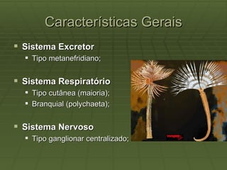 Características Gerais
 Sistema Excretor
   Tipo metanefridiano;


 Sistema Respiratório
   Tipo cutânea (maioria);
   Branquial (polychaeta);


 Sistema Nervoso
   Tipo ganglionar centralizado;
 