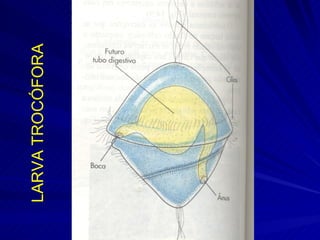 LARVA TROCÓFORA 