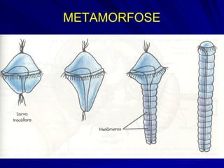 METAMORFOSE 