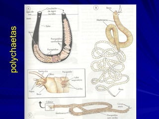 polychaetas 