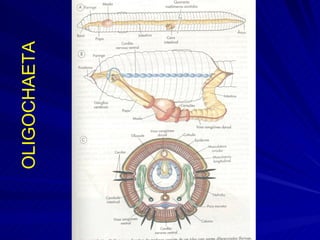 OLIGOCHAETA 