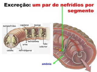 Excreção: um par de nefrídios por
                      segmento




             amônia
 
