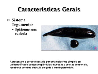     Sistema
     Tegumentar
        Epiderme com
         cutícula




    Apresentam o corpo revestido por uma epiderme simples ou
    uniestratificada contendo glândulas mucosas e células sensoriais,
    recoberta por uma cutícula delgada e muito permeável.
 