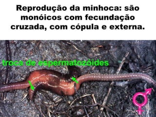 Reprodução da minhoca: são
   monóicos com fecundação
 cruzada, com cópula e externa.



troca de espermatozóides
 