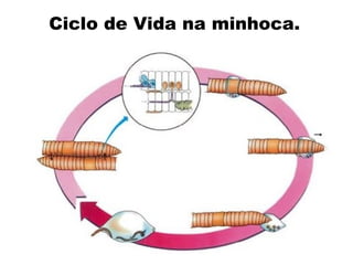 Ciclo de Vida na minhoca.
 