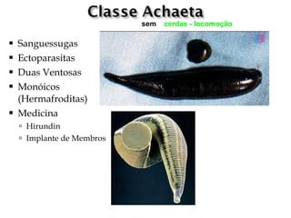 sem   cerdas - locomoção

   Sanguessugas
   Ectoparasitas
   Duas Ventosas
   Monóicos
    (Hermafroditas)
   Medicina
     Hirundin
     Implante de Membros
 