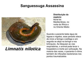 Sanguessuga Assassina

                   Distribuição da
                   espécie:
                   litoral do
                   Mediterrâneo, no
                   norte da África e
                   no Oriente Médio


            Quando o paciente bebe água de
            lagoas e regatos, esse parasito ataca
            de início a faringe e esôfago e em
            seguida se aloja na laringe e nos
            brônquios. Ao bloquear as vias
            respiratórias, o animal pode levar o
            hospedeiro à morte por sufocação. Na
            maioria das vezes, o paciente é vítima
            também de infecções bacterianas nos
            pontos traumatizados
 