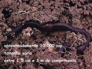 aproximadamente 10.000 ssp.
tamanho varia
entre 1,5 cm e 3 m de comprimento
 