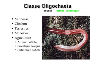 poucas   cerdas - locomoção


   Minhocas
   Clitelum
   Terrestres
   Monóicos
   Agricultura
     Aeração do Solo
     Percolação da água
     Fertilização do Solo
 