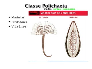 muitas cerdas - locomoção


   Marinhas
   Predadores
   Vida Livre
 