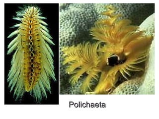 Polichaeta
 