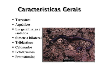   Terrestres
   Aquáticos
   Em geral livres e
    isolados
   Simetria bilateral
   Triblásticos
   Celomados
   Ectotérmicos
   Protostômios
 