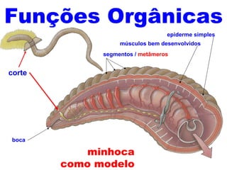 Funções Orgânicas
                                  epiderme simples
                   músculos bem desenvolvidos
              segmentos / metâmeros


corte




boca

            minhoca
        como modelo
 