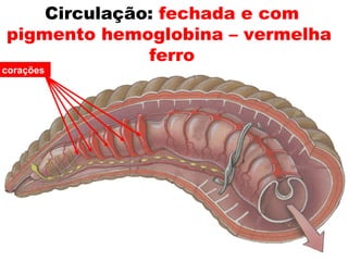 Circulação: fechada e com
pigmento hemoglobina – vermelha
              ferro
corações
 