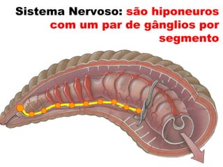 Sistema Nervoso: são hiponeuros
     com um par de gânglios por
                      segmento
 